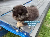 Black & tan, a male Pomeranian for sale in Kentucky, KY – 1 of 10