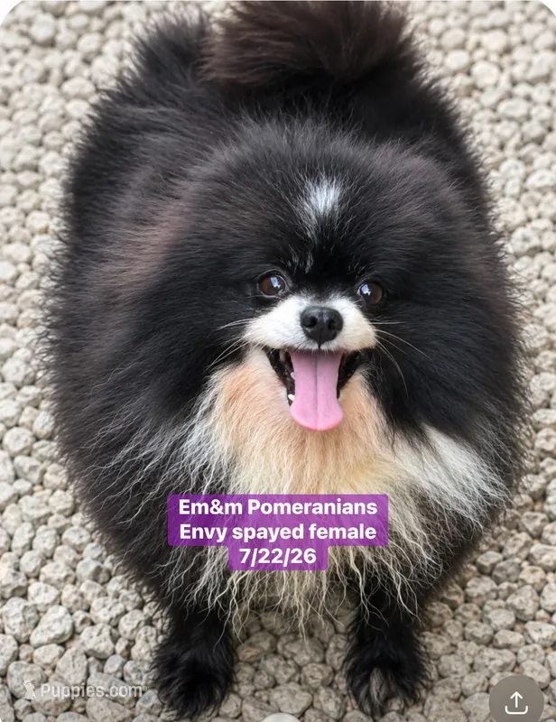 Envy spayed female – Pomeranian puppy for sale in Kentucky, KY