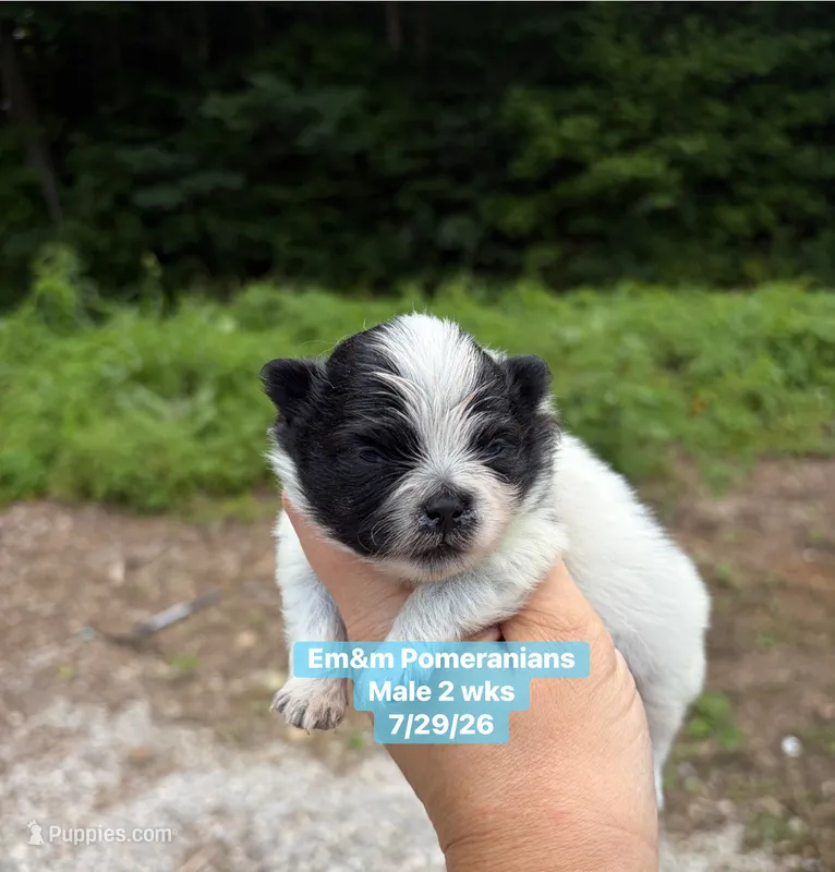 Black parti – Pomeranian puppy for sale in Kentucky, KY