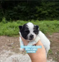 Black parti, a male Pomeranian for sale in Kentucky, KY – 1 of 4