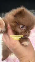 Teeny tiny, a female Pomeranian for sale in Kentucky, KY – 6 of 6