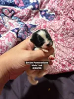 Tri color, a male Pomeranian for sale in Kentucky, KY – 3 of 3