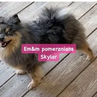 Skylar spayed 7 yr old, a female Pomeranian for sale in Kentucky, KY – 1 of 1
