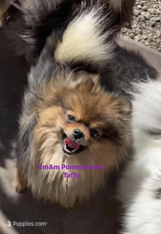 Taffy-spayed – Pomeranian puppy for sale in Kentucky, KY