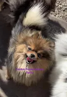 Taffy-spayed, a female Pomeranian for sale in Kentucky, KY – 1 of 1