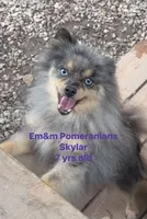 Skylar spayed, a female Pomeranian for sale in Kentucky, KY – 2 of 3