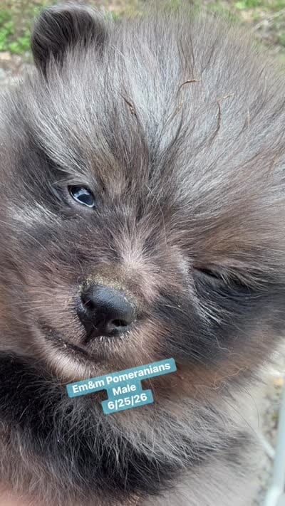 Merle boy, a male Pomeranian for sale in Kentucky, KY – 5 of 5