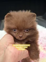 Teeny tiny, a female Pomeranian for sale in Kentucky, KY – 2 of 6