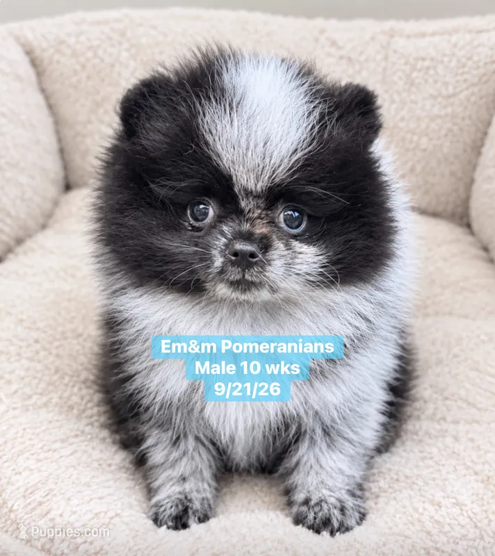 Black parti roan – Pomeranian puppy for sale in Liberty, KY