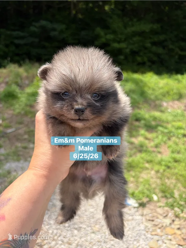 Merle boy – Pomeranian puppy for sale in Kentucky, KY