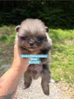 Merle boy, a male Pomeranian for sale in Kentucky, KY – 1 of 5