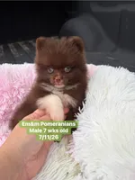 Ready to go Chocolate , a male Pomeranian for sale in Kentucky, KY – 6 of 10