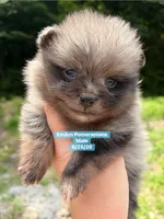 Merle boy, a male Pomeranian for sale in Kentucky, KY – 4 of 5