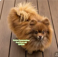 Axel will be neutered 8/12, a male Pomeranian for sale in Kentucky, KY – 2 of 2