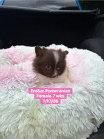 Chocolate parti , a female Pomeranian for sale in Kentucky, KY – 7 of 9