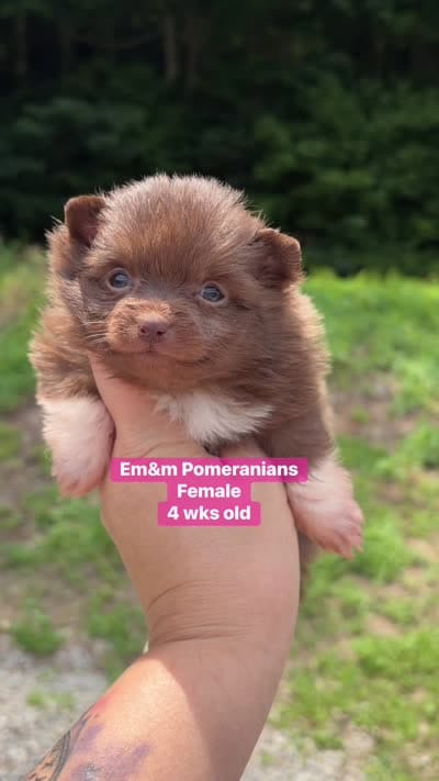 Chocolate with white markings , a female Pomeranian for sale in Kentucky, KY – 4 of 4