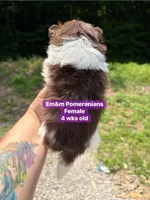 Chocolate parti , a female Pomeranian for sale in Kentucky, KY – 3 of 4