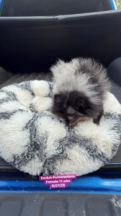 Blue eyed Merle, a female Pomeranian for sale in Kentucky, KY – 9 of 9