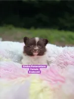 Chocolate parti , a female Pomeranian for sale in Kentucky, KY – 4 of 9