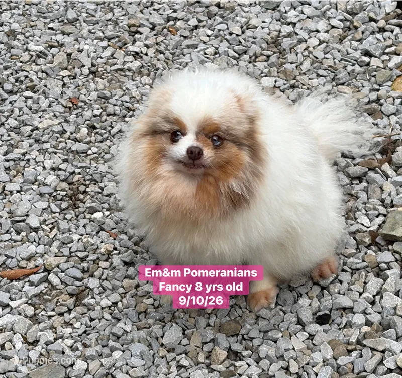 Fancy spayed – Pomeranian puppy for sale in Liberty, KY