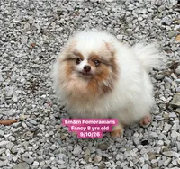 Fancy spayed, a female Pomeranian for sale in Liberty, KY – 1 of 5