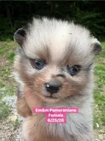 Blue eyed merle girl, a female Pomeranian for sale in Kentucky, KY – 4 of 5