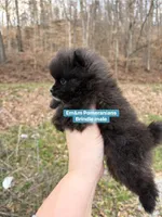 Tiny brindle charting 3 pounds, a male Pomeranian for sale in Kentucky, KY – Photo 7 of 7