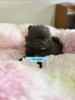 Tiny brindle charting 3 pounds, a male Pomeranian for sale in Kentucky, KY – Photo 5 of 7