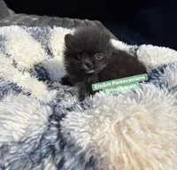 Tiny brindle charting 4 pounds, a male Pomeranian for sale in Kentucky, KY – Photo 5 of 10