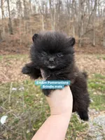 Tiny brindle charting 3 pounds, a male Pomeranian for sale in Kentucky, KY – Photo 1 of 7