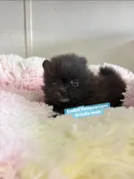 Tiny brindle charting 3 pounds, a male Pomeranian for sale in Kentucky, KY – Photo 2 of 7