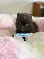 Tiny brindle charting 3 pounds, a male Pomeranian for sale in Kentucky, KY – Photo 6 of 7