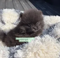 Tiny brindle charting 4 pounds, a male Pomeranian for sale in Kentucky, KY – Photo 3 of 10