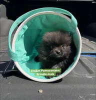 Tiny brindle charting 4 pounds, a male Pomeranian for sale in Kentucky, KY – Photo 8 of 10