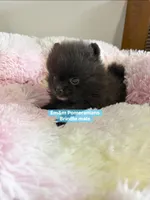 Tiny brindle charting 3 pounds, a male Pomeranian for sale in Kentucky, KY – Photo 4 of 7