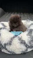 Tiny brindle charting 4 pounds, a male Pomeranian for sale in Kentucky, KY – Photo 9 of 10
