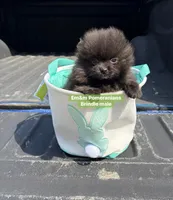 Tiny brindle charting 4 pounds, a male Pomeranian for sale in Kentucky, KY – Photo 2 of 10