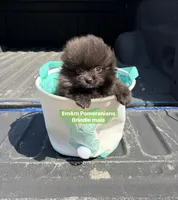 Tiny brindle charting 4 pounds, a male Pomeranian for sale in Kentucky, KY – Photo 6 of 10