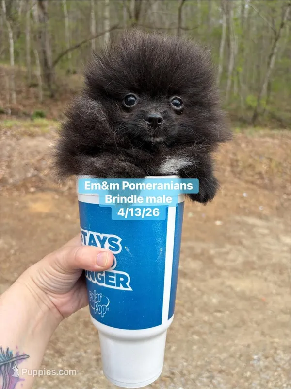 Tiny brindle charting 3 pounds – Pomeranian puppy for sale in Kentucky, KY