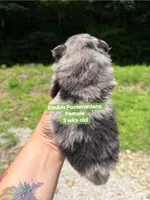 Merle boy Stella , a male Pomeranian for sale in Kentucky, KY – 6 of 6