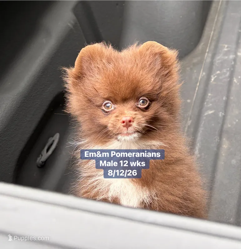 Ready to go Chocolate  – Pomeranian puppy for sale in Kentucky, KY