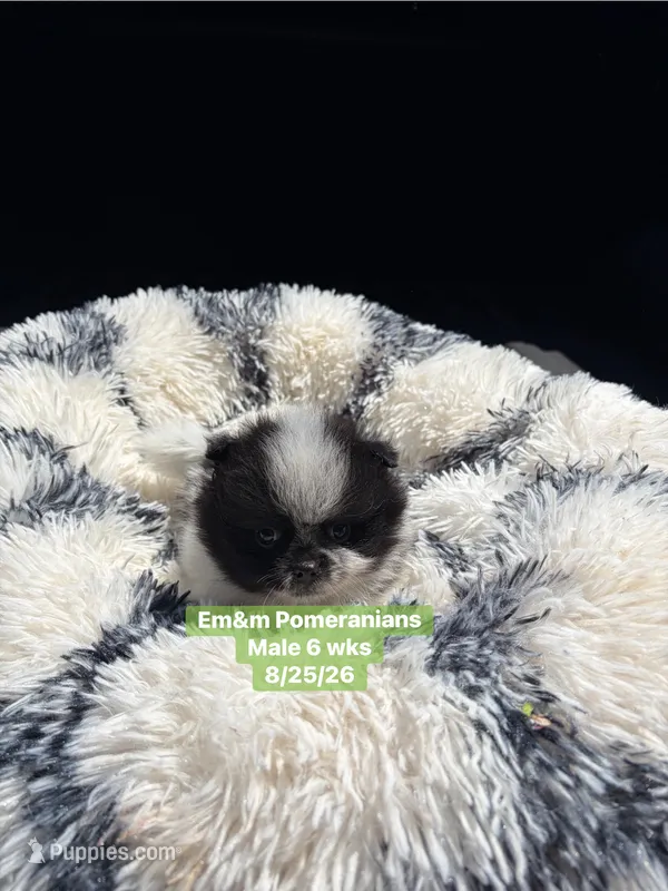 Black parti roan – Pomeranian puppy for sale in Kentucky, KY