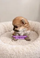 Tiny sable, a female Pomeranian for sale in Kentucky, KY – Photo 3 of 6