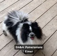 Tiny sable, a female Pomeranian for sale in Kentucky, KY – Photo 5 of 6