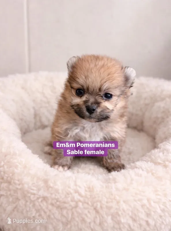 Tiny sable, a female Pomeranian for sale in Kentucky, KY – Photo 1 of 6