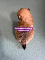 Tiny sable, a female Pomeranian for sale in Kentucky, KY – Photo 4 of 6