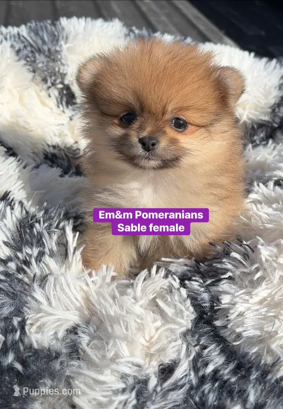 Tiny sable 3 pounds grown  – Pomeranian puppy for sale in Kentucky, KY