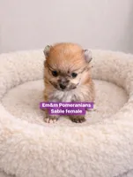 Tiny sable, a female Pomeranian for sale in Kentucky, KY – Photo 2 of 6