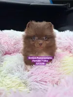 Chocolate with white markings , a female Pomeranian for sale in Kentucky, KY – 5 of 10