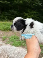 Black parti roan, a male Pomeranian for sale in Kentucky, KY – 7 of 9